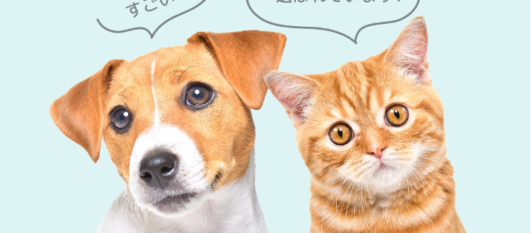 ◎FPC
ペット保険を乗り換えた
お客様の満足度
(97.4%)
すごい!
乗り換え先で
選ばれています!