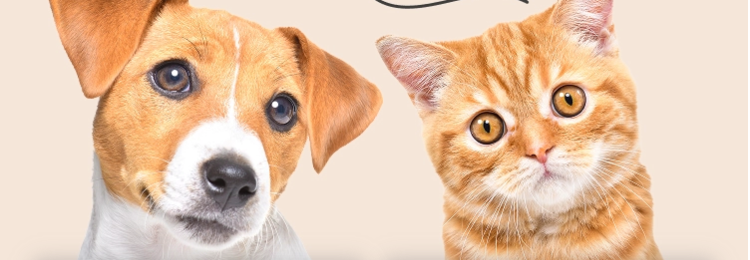 @FPC
ペット保険を乗り換えた
お客様の満足度
(97.4%).
すごい!
乗り換え先で
選ばれています!